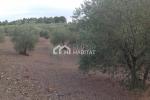 RÚSTIC - OLIVAR